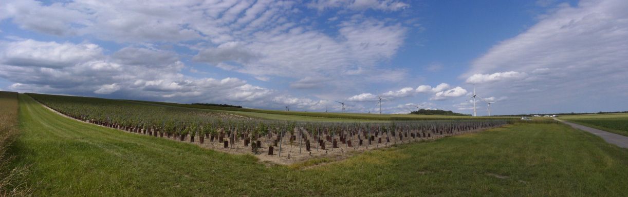 Vignoble des Agaises