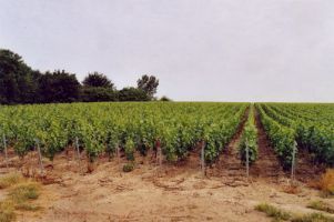 Vignoble des Agaises